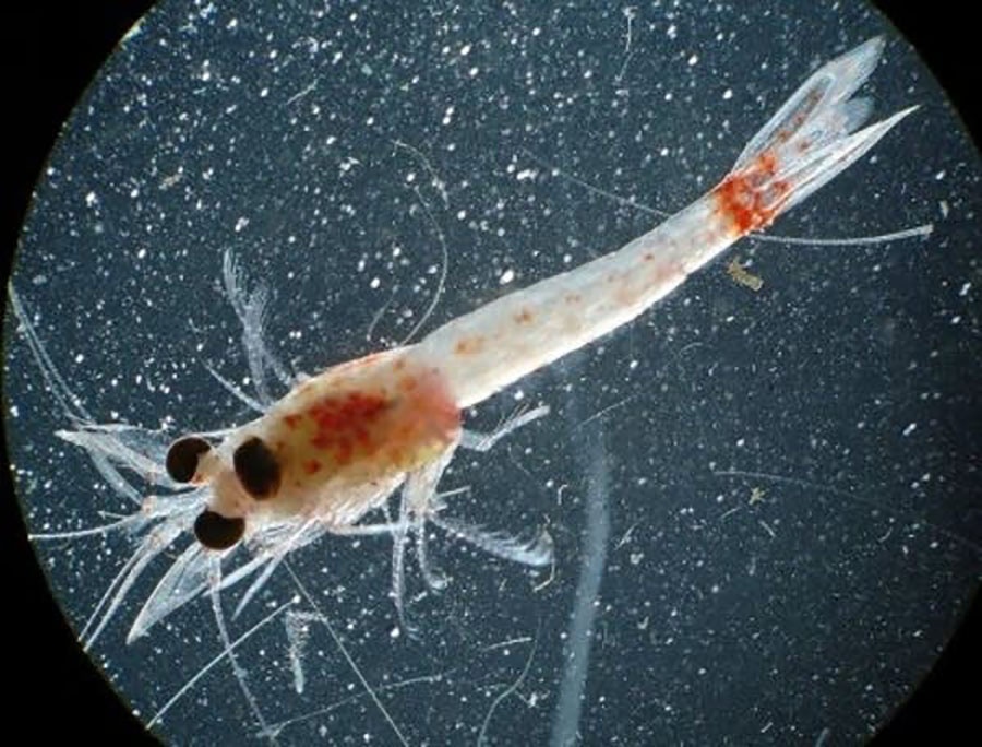 Tiểu bang Pennsylvania, Mỹ vừa phát hiện ra loài xâm lấn trong hồ Erie bằng phương pháp kiểm tra ADN trong môi trường. Loài xâm lấn là một loài tôm vỏ đỏ thường được gọi là “Bloody Red Shrimp”, loài này có nguồn gốc từ vùng nước ngọt ở Đông Âu và Tây Á.